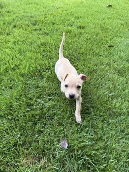 Tiny Nilla -  Labrador Retriever and Terrier Dog for Adoption in Milton, Georgia - Tiny Nilla | PetCurious