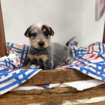 Donkey -  Cattle Dog and Mixed Breed Dog for Adoption - Donkey | PetCurious