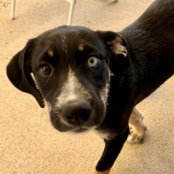 Unity (JN26-07) -  Mixed Breed Dog for Adoption in Peyton, Colorado - Unity (JN26-07) | PetCurious