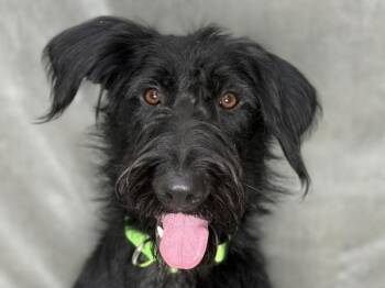 Cocoa Puff -  Labradoodle Dog for Adoption in Portland, Oregon - Cocoa Puff | PetCurious