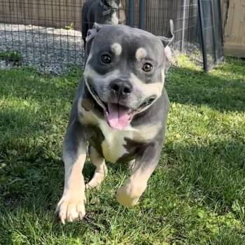 Ziggy -  Mixed Breed Dog for Adoption in Bangall, New York - Ziggy | PetCurious