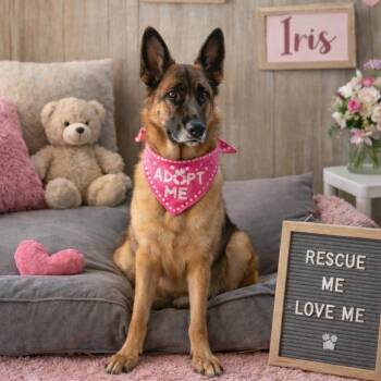 German Shepherd Dog Dogs Available for Adoption - IRIS GS  | PetCurious