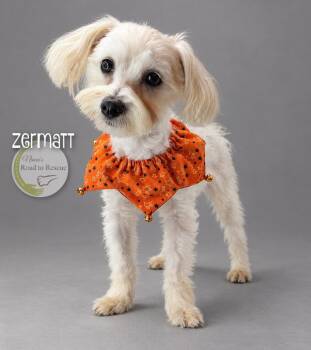 Zermatt -  Maltese Dog for Adoption in Benton, Louisiana - Zermatt | PetCurious