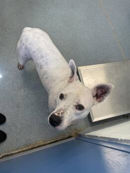 Rescue Mixed Breed Dogs for Adoption in Berryville, Virginia - Arlo | PetCurious