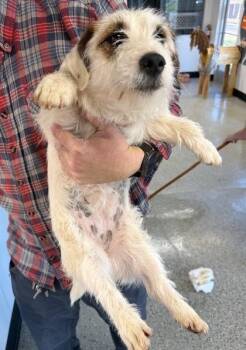 Jack Russell Terrier Dogs Available for Adoption in Thompson Falls, Montana - Flora | PetCurious