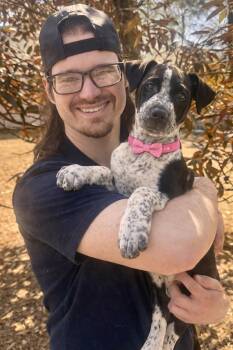 Hound and Labrador Retriever Dogs Available for Adoption - Annie  | PetCurious