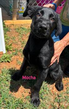 Mocha - Not at shelter -  Shepherd and Golden Retriever Dog for Adoption in Rustburg, Virginia - Mocha - Not At Shelter | PetCurious