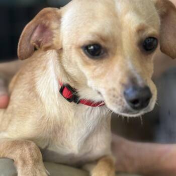PEEWEE -  Chihuahua and Dachshund Dog for Adoption in Stuart, Virginia - PEEWEE | PetCurious