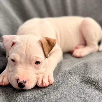 Mixed Breed Dogs Available for Adoption in Fredericksburg, Virginia - Archie | PetCurious