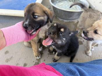 TIlly, Tansy and Tyra -  Terrier Dog for Adoption in Canutillo, Texas - TIlly, Tansy And Tyra | PetCurious
