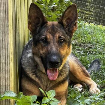 Lilly -  German Shepherd Dog Dog for Adoption in Fairfax Station, Virginia - Lilly | PetCurious