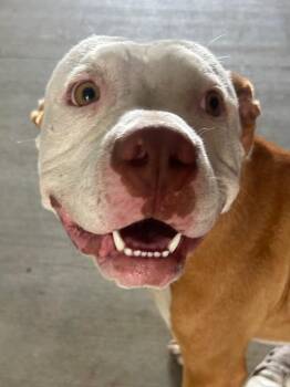 Happy -  Pit Bull Terrier Dog for Adoption in Hartsville, South Carolina - Happy | PetCurious