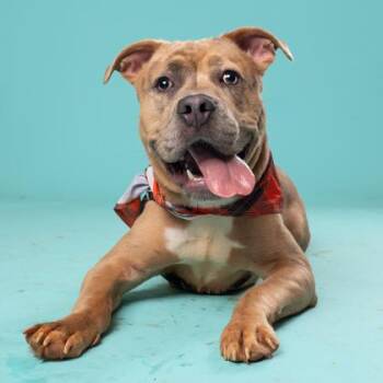 Bluey -  Mixed Breed Dog for Adoption in Atlanta, Georgia - Bluey | PetCurious
