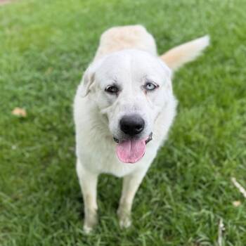 Great Pyrenees Dogs Available for Adoption in Carencro, Louisiana - King | PetCurious