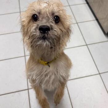 Nova -  Wirehaired Terrier Dog for Adoption in Newark, New Jersey - Nova | PetCurious