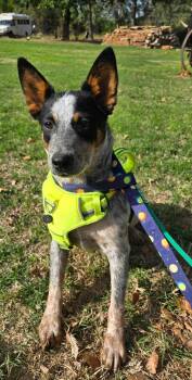 OLLIE 425 -  Australian Cattle Dog Blue Heeler Dog for Adoption in New Berlin, Wisconsin - OLLIE 425 | PetCurious