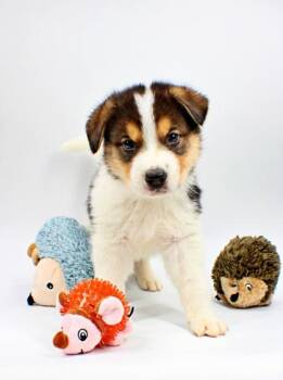 Australian Shepherd and Mixed Breed Dogs Available for Adoption in Morton Grove, Illinois - Eric | PetCurious