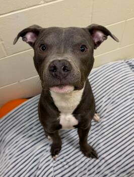 Blue -  Pit Bull Terrier Dog for Adoption in Houghton Lake, Michigan - Blue | PetCurious