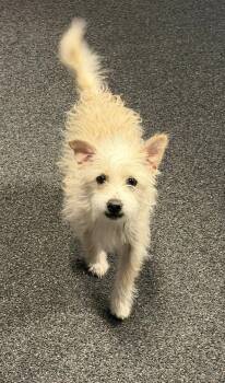 Terrier Dogs Available for Adoption in Chappell, Nebraska - Ben | PetCurious