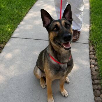 LILY GS -  German Shepherd Dog Dog for Adoption in Lucas, Texas - LILY GS | PetCurious