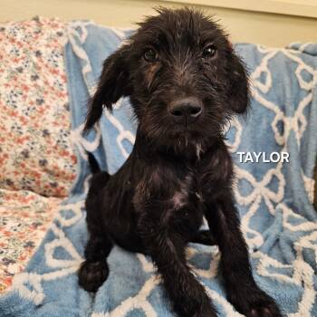 Taylor -  Black Labrador Retriever and Poodle Dog for Adoption in Madisonville, Tennessee - Taylor | PetCurious