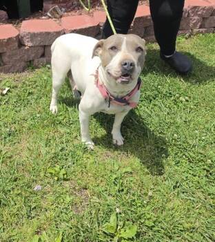 Pit Bull Terrier Dogs Available for Adoption in Cleveland, Tennessee - Star | PetCurious