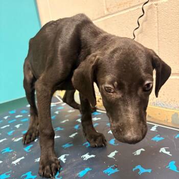 Felix -  Pit Bull Terrier Dog for Adoption in Lufkin, Texas - Felix | PetCurious