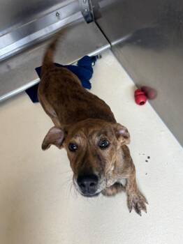 Odie -  Plott Hound Dog for Adoption in Kalamazoo, Michigan - Odie | PetCurious