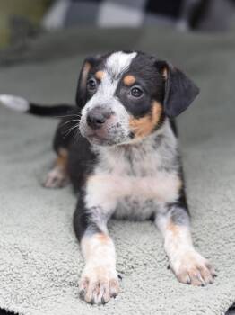 Max -  Australian Cattle Dog Blue Heeler Dog for Adoption in Sioux City, Iowa - Max | PetCurious