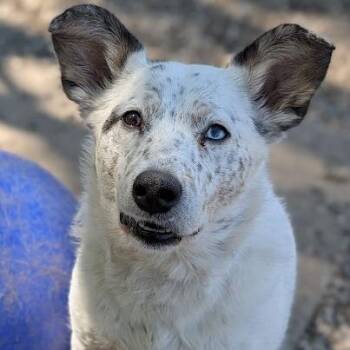 Mixed Breed Dogs Available for Adoption in West Olive, Michigan - Rayna | PetCurious