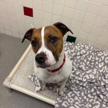 Ozzie -  Hound and Mixed Breed Dog for Adoption in Nashville, Tennessee - Ozzie | PetCurious