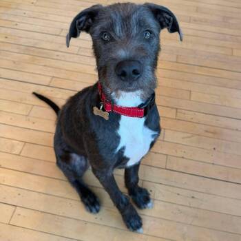 Rescue German Shorthaired Pointer Dogs for Adoption in Grand Forks, North Dakota - Sawyer | PetCurious