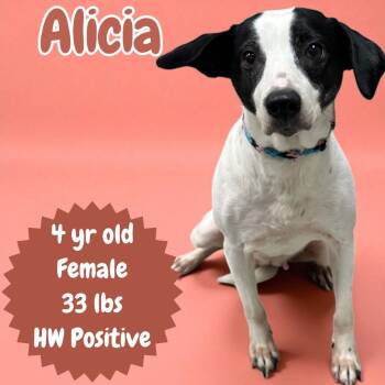 Rescue Pointer Dogs for Adoption in Sorrento, Louisiana - Alicia | PetCurious