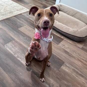 Rescue Whippet Dogs for Adoption in Roswell, Georgia - Bali | PetCurious