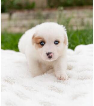 Corgi and Australian Cattle Dog Blue Heeler Dogs Available for Adoption in Pflugerville, Texas - Merlin | PetCurious