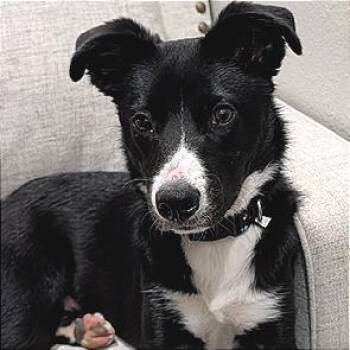 Odie D69918 -  Border Collie and Mixed Breed Dog for Adoption in Minnetonka, Minnesota - Odie D69918 | PetCurious