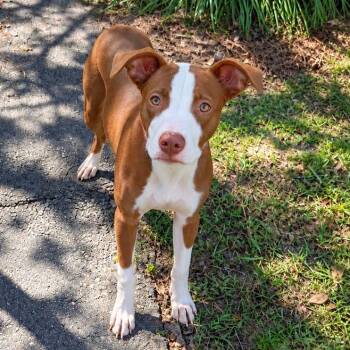 Clyde -  Pit Bull Terrier Dog for Adoption in Valdosta, Georgia - Clyde | PetCurious
