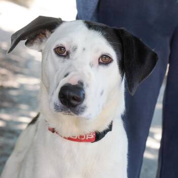 ABIGAIL -  Border Collie and Mixed Breed Dog for Adoption in Richmond, California - ABIGAIL | PetCurious