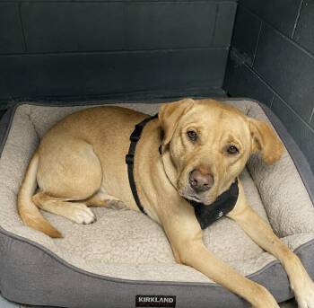 Yellow Labrador Retriever Dogs Available for Adoption in Gulfport, Mississippi - Hunter | PetCurious
