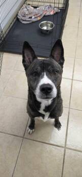 Knox -  Australian Kelpie Dog for Adoption in Huntingdon, Pennsylvania - Knox | PetCurious