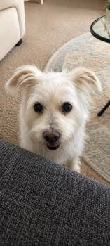 Priscilla (Pittsburgh, PA) -  Terrier Dog for Adoption in VERNON ROCKVL, Connecticut - Priscilla (Pittsburgh, PA) | PetCurious
