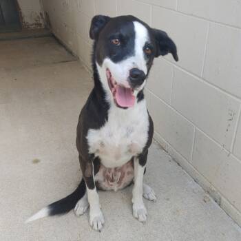 Rescue Mixed Breed Dogs for Adoption in Middleburg, Florida - Kovu 26930 | PetCurious