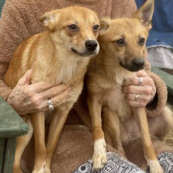 Rescue Terrier and Chihuahua Dogs for Adoption in Chester Springs, Pennsylvania - Lily And Milly | PetCurious