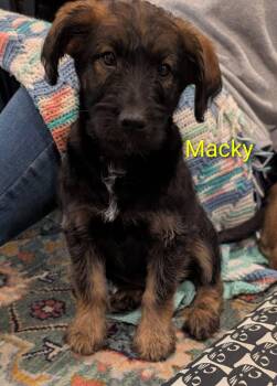Jack Russell Terrier and Standard Poodle Dogs Available for Adoption in Elizabethtown, Pennsylvania - Macky | PetCurious