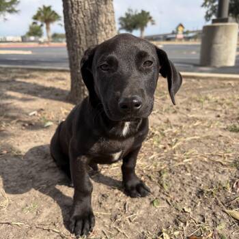 Rescue Labrador Retriever Dogs for Adoption in Harlingen, Texas - Licorice | PetCurious