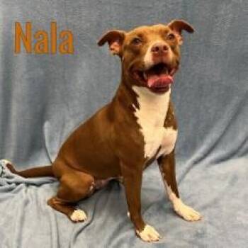 Rescue American Bully Dogs for Adoption in Pleasantville, New Jersey - Nala | PetCurious