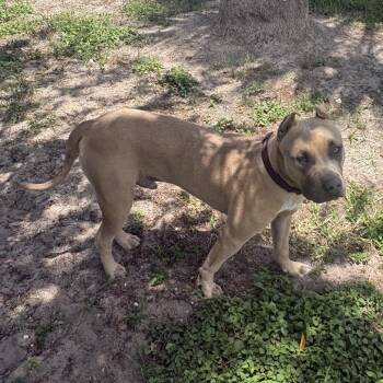 Rango -  English Bulldog and Mixed Breed Dog for Adoption in Port Charlotte, Florida - Rango | PetCurious