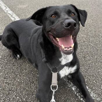 Ranger -  Labrador Retriever and Retriever Dog for Adoption - Ranger | PetCurious