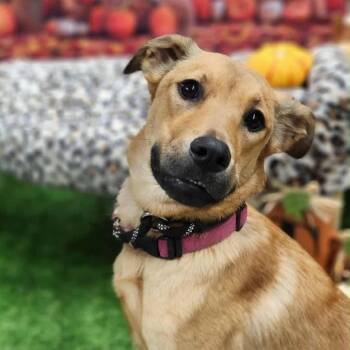 Rescue Shepherd and Cattle Dog Dogs for Adoption in Austin, Texas - Lainey JE | PetCurious