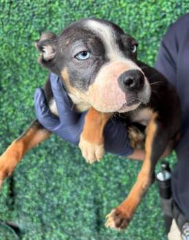 Mixed Breed Dogs Available for Adoption - PUP 1 | PetCurious